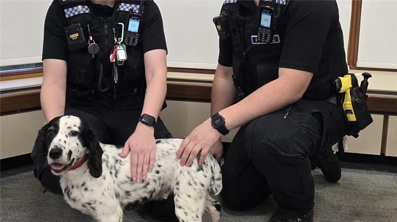 Vor acht Jahren gestohlen: Polizei findet Hund in England Die Polizei wurde auf den Hund aufmerksam, als jemand die Microchip-Daten änderte.