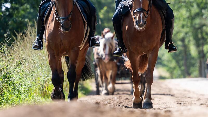 Die Polizeireiter achten darauf, dass sich Besucher in der Heide umsichtig verhalten.