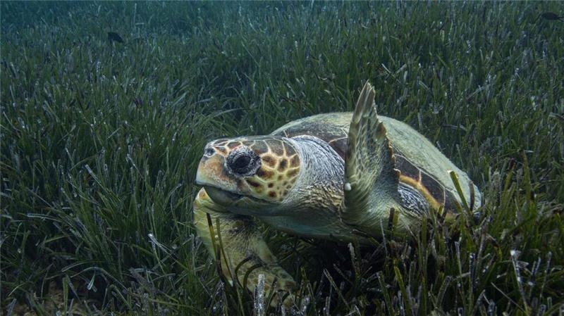WWF-Bericht: Igeln geht es schlechter, Seeadlern besser Die Population der Unechten Karettschildkröte erholt sich im Mittelmeer. (Handout)