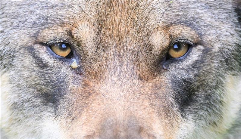 Die Provinzwerkstatt hatte das Wolfsmanagement zum Thema. Foto: Julian Stratenschulte/dpa