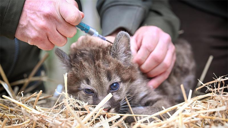 Die Puma-Jungtiere wurden geimpft und gechippt.
