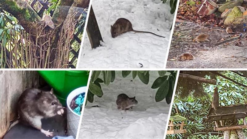 Die Ratten fühlen sich wohl in den verschiedenen Gärten im Eschenweg und Erlenweg in Zeven. Sie sind mittlerweile auch am Tag von Anwohnern und Passanten zu sehen.