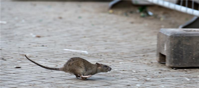 Die Rattenbekämpfung ist in Hamburg nach offiziellen Zahlen erfolgreich. Foto Bernd von Jutrczenka