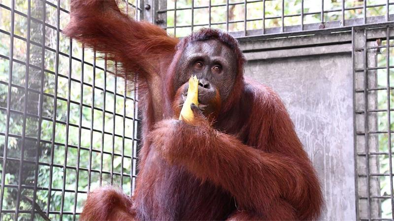 Vom Brandopfer zur Freiheit: Orang-Utan Himba ausgewildert Die Rehabilitation von Himba dauerte fast 15 Jahre.