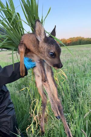 Um 3 Uhr morgens geht’s los: Ehrenamtliche retten Kitze in Ahlerstedt Die Rehkitze haben zu Beginn keinen Fluchtinstinkt und ducken sich bei Gefahr ins hohe Gras.