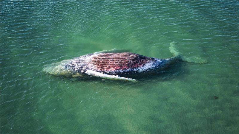 Die Reise des Buckelwals endete im flachen Wasser vor der dänischen Insel Anholt.