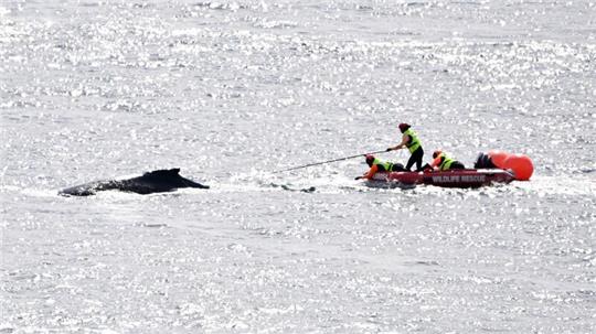 Die Rettungskräfte in Aktion: Im Hafen von Sydney konnte ein in Seilen und Bojen verhedderter Buckelwal befreit werden.