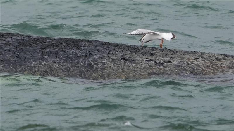 Die Rettungsversuche gestalten sich schwierig. 