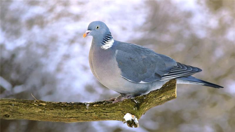 Die Ringeltaube kehrt dem Wald den Rücken und hat die Städte erobert.