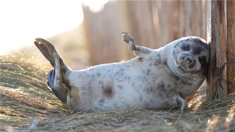 Die Robbe wurde bei dem Zusammenstoß tödlich verletzt (Symbolbild).