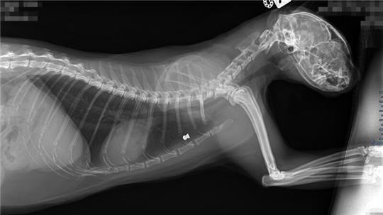Die Röntgenaufnahme bringt es ans Licht: Gut ist das Projektil zu erkennen, dass sich in den Körpfer von Katze Neelix gebohrt hat und dicht vor dem Brustkorb zum Stehen gekommen ist.