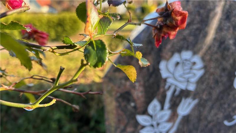 Engel und Palmwedel: Was sie auf dem Friedhof Himmelpforten bedeuten Die Rose als Blume der Liebe blüht gleich zweifach auf der Grabstelle. Als steinernes Symbol und als Pflanze.