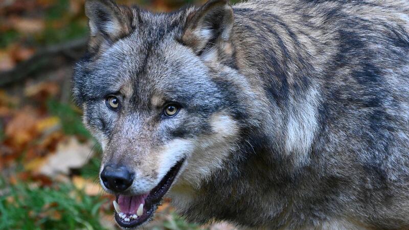 Ein Wolf läuft durch einen Wald