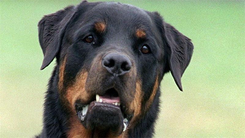 Die Rottweiler (Symbolbild) konnten das Grundstück verlassen.