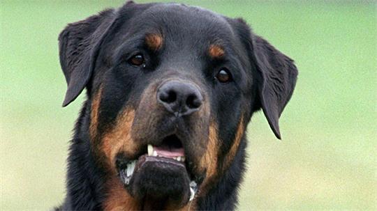 Die Rottweiler (Symbolbild) konnten das Grundstück verlassen.