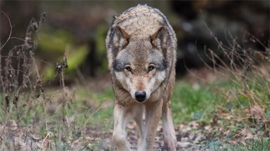 Die Rückkehr des Wolfs führt in Niedersachsen seit Jahren zu Konflikten zwischen Tierhaltern und Naturschützern. (Symbolbild)