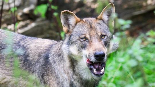 Die SPD sieht den Wolf an der Küste nicht mehr als gefährdet an. (Archivbild)