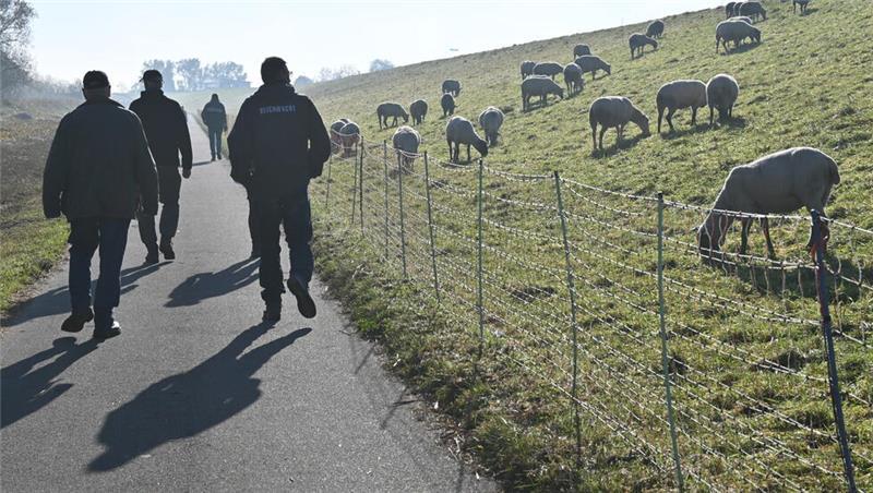 Die Schafe grasen auf dem Elbdeich.
