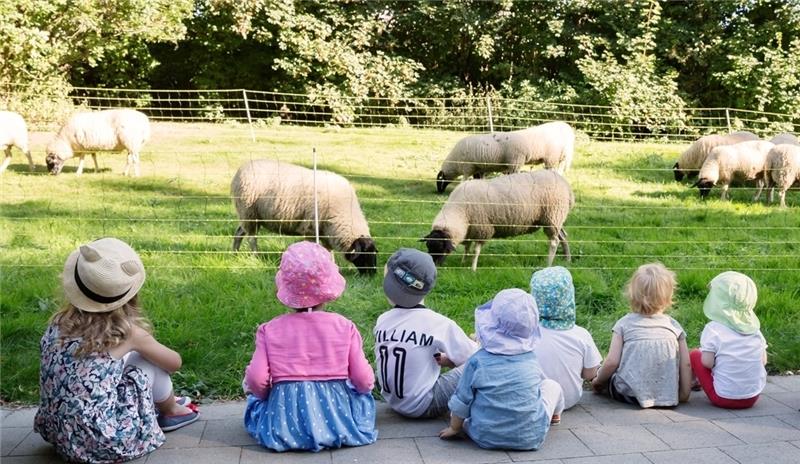 Die Schafe mit ihrem andächtigen Publikum . Foto Tast