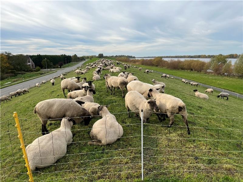 Die Schafe werden auch 2023 nicht gestört: Das Planfeststellungsverfahren für die Deicherhöhung in Jork-Hinterbrack verzögert sich. Foto: Vasel