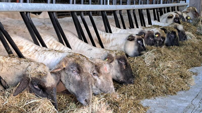 Nach dem Hochwasser ist vor dem Sturm: Was macht der Schäfer im Winter? Die Schafe werden einmal am Tag gefüttert.
