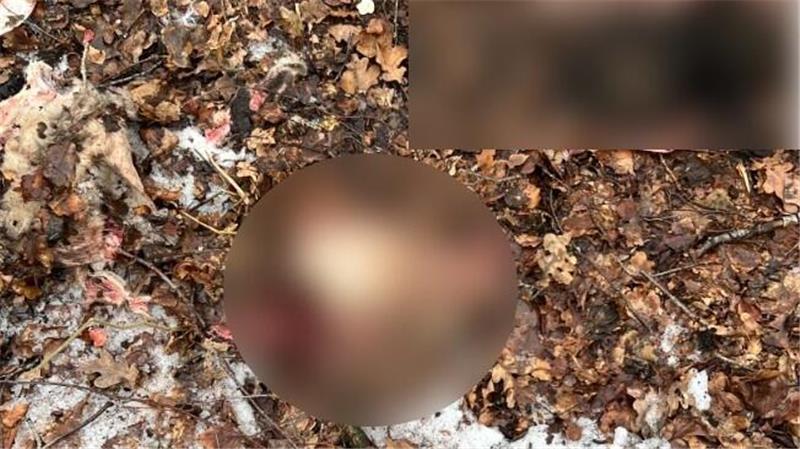 Die Schafsköpfe wurden in einem Waldgebiet entsorgt.