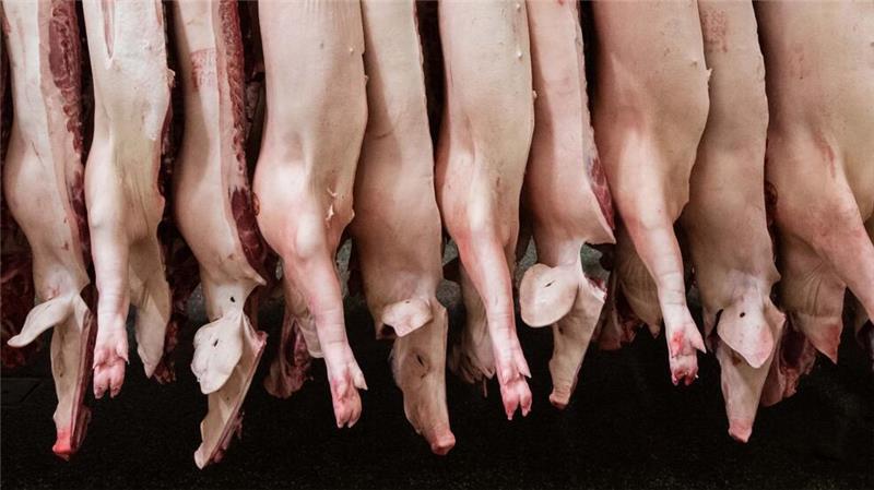 Fleischkonsum stabilisiert sich, Vegan-Trend lässt nach Die Schlachtmenge bei Schweinefleisch ist zuletzt um 1,9 Prozent gestiegen.
