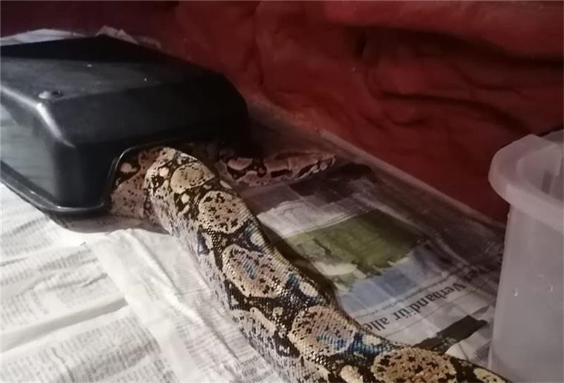 Die Schlange wurde zu einer Pflegestelle gebracht. Foto: Tierheim Cuxhaven