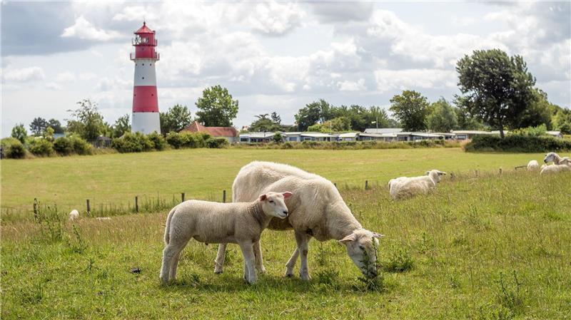 Schleswig-Holsteiner fühlen sich dem Norden verbunden Die Schleswig-Holsteiner fühlen sich mehrheitlich stark mit ihrem Bundesland verbunden, weniger mit Deutschland. (Archivbild)