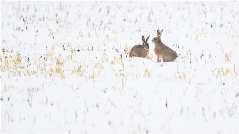 Die Schneedecke erschwert für zahlreiche Wildtiere die Futtersuche. (Archivbild) 