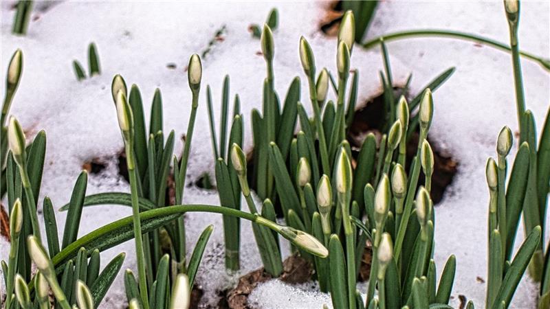 Die Schneeglöckchen tauen rundherum den Schnee etwas ab.