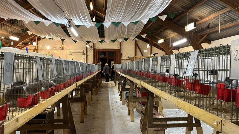Oldendorfer Verein: 100 Jahre Geschichte, mehr als 600 Vögel zum Angucken Die Schützenhalle in Oldendorf-Kaken wird am Wochenende zur temporären Geflügel-Behausung.