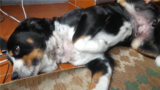 Die Schweizer Sennenhündin Helene erlitt schwere Bissverletzungen unter anderem an Hals und Bauch. Eine Wunde am Bauch nässt auch noch nach drei Wochen.
