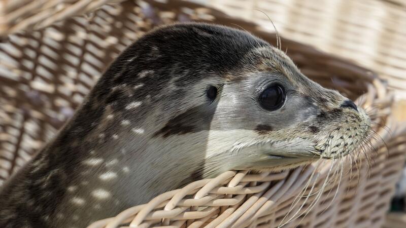 Seehundstation Norddeich wildert erste Heuler der Saison aus Die Seehundstation Norddeich hat auf Juist die ersten Heuler ausgewildert. Hier der junge Seehund Odin.