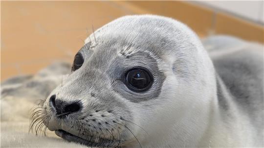 Die Seehundstation kümmert sich jedes Jahr um mehr als 150 kranke, mutterlose oder verletzte Seehunde.