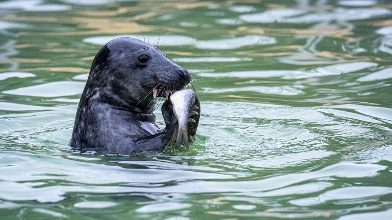 Geburtenrekord bei Kegelrobben auf Helgoland Die Seehundstationen in Niedersachsen und Schleswig-Holstein nehmen die Jungtiere in ihre Obhut. (Symbolbild)