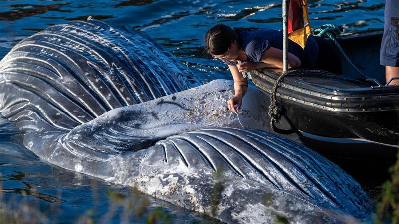 Toter Buckelwal: Abszesse und geschädigte Wirbelsäule Die Sektion ergab, dass sich das Tier in keinem guten Zustand befand. Unter anderem dürften ihm Abszesse das Schwimme erschwert haben. (Archivbild)