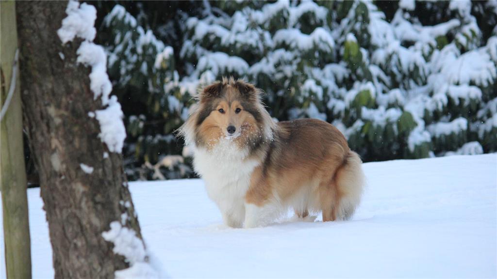 Die Sheltiehündin Guste im Schnee.