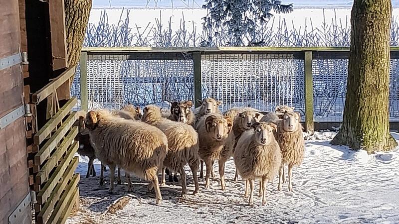 Tierischer Winterspaziergang durch den Küstenzoo des Natureums Die Skudden haben dank ihres „Wollpullovers“ keine Probleme mit den winterlichen Temperaturen.