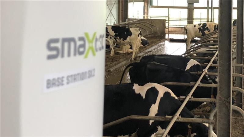KI-Sensoren im Kuhmagen: So erkennen Landwirte erkennen Krankheiten früher Die Smaxtec-Basisstation im Stall empfängt die Daten, die die Boli aus den Kuhmägen senden, und leitet sie weiter in eine Datencloud. Das Bild ist nicht in Waddens auf dem Hof Ijkema, sondern in einem anderen Stall entstanden.
