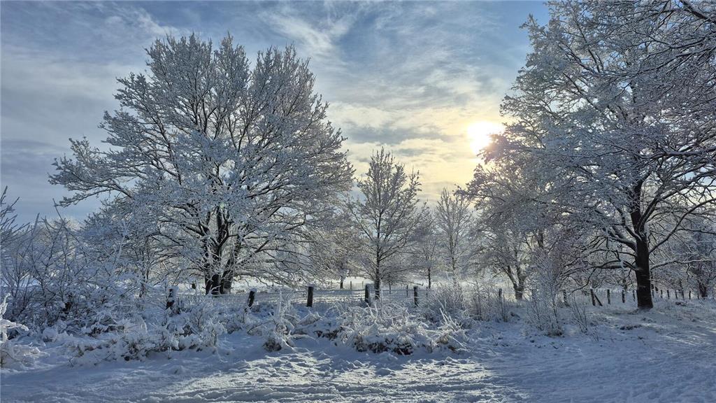 Die Sohne bricht durch schneebedeckte Bäume in der Barger Heide.