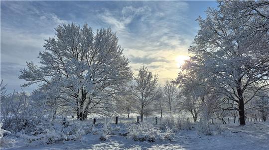 Die Sonne bricht durch schneebedeckte Bäume in der Barger Heide.