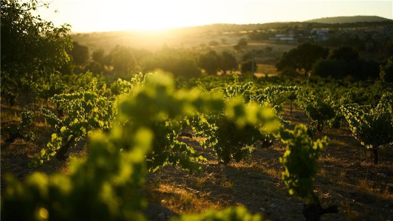 Die Sonne geht über einem Weinberg in Navas del Rey am Stadtrand von Madrid unter.
