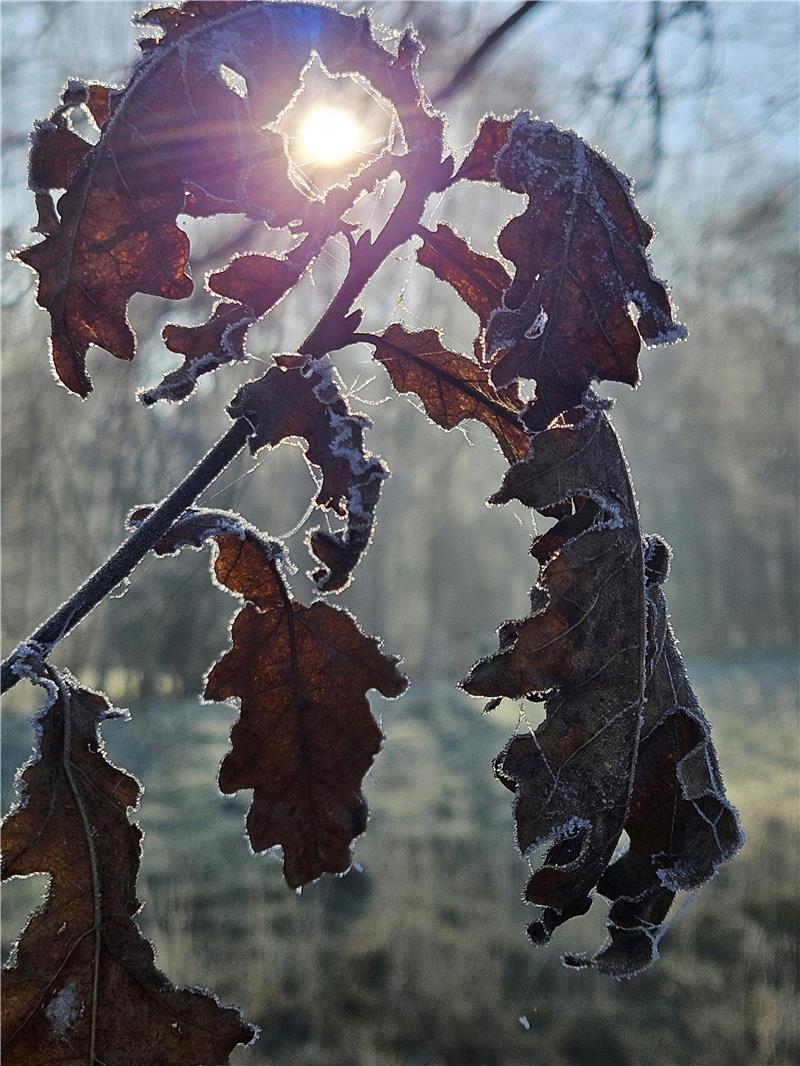 Die Sonne scheint auf dem Foto von TAGEBLATT-Leserin Tanja Matthies durch die frostüberzogenen Blätter.
