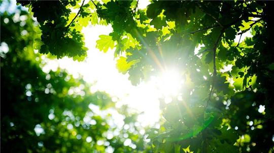 Die Sonne scheint durch die Blätter einer Eiche.