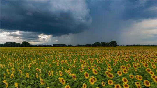 Die Sonne schien im Juli insgesamt 237 Stunden (Archivbild). 
