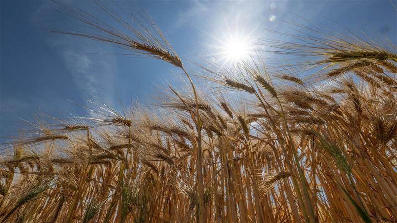 Hitze lässt Temperaturrekorde purzeln - 41,5 Grad gemessen Die Sonne steht über einem Getreidefeld.