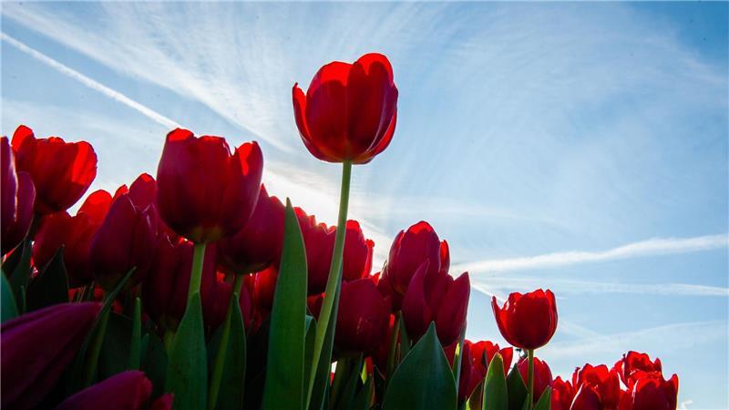 Die Sonne versteckt sich hinter einer roten Tulpe in Amsterdam.