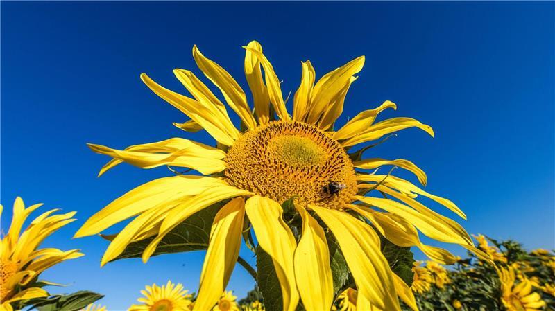 Die Sonne zeigt sich in den kommenden Tagen viel über Deutschland. (Archivbild)