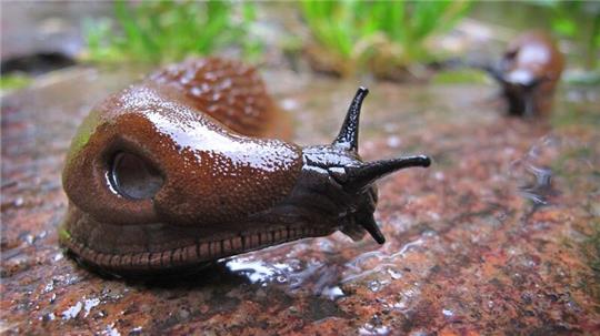 Die Spanische Wegschnecke kommt vielerorts vor - ausgerechnet in Spanien aber nur ganz vereinzelt.